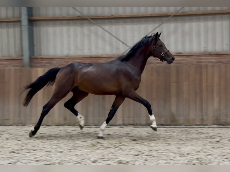 KWPN Hengst 3 Jaar 167 cm Donkerbruin in Zieuwent