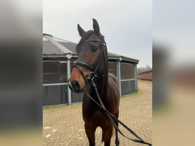 KWPN Hengst 3 Jaar 167 cm Donkerbruin in Steensel
