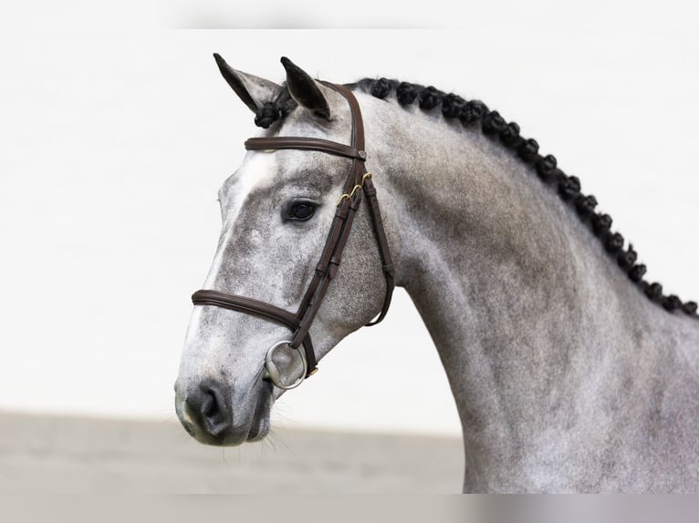 KWPN Hengst 3 Jaar 167 cm Schimmel in Heerde