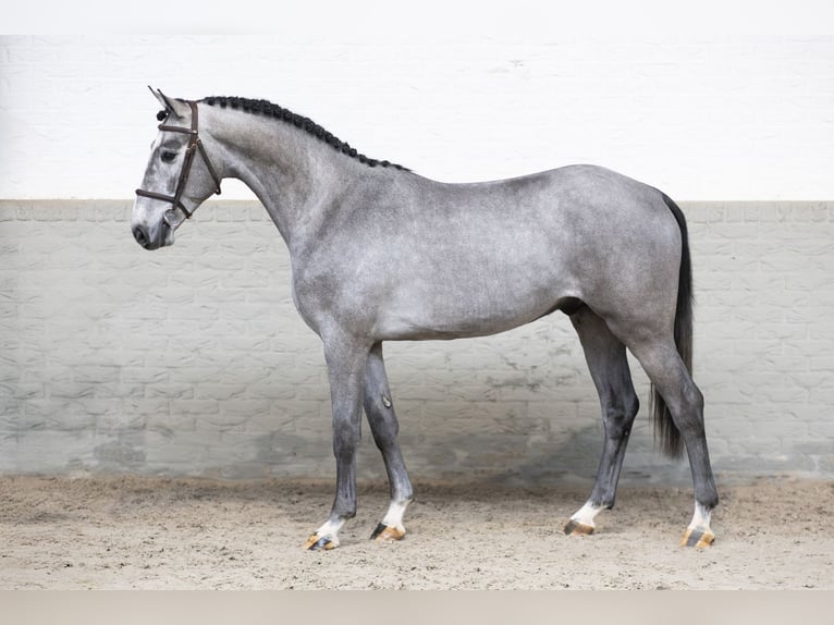 KWPN Hengst 3 Jaar 167 cm Schimmel in Heerde