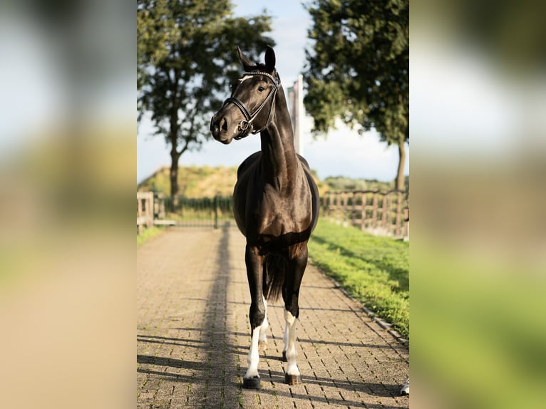 KWPN Hengst 3 Jaar 167 cm Zwart in Uden