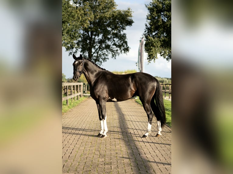 KWPN Hengst 3 Jaar 167 cm Zwart in Uden