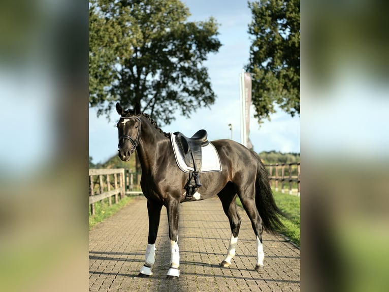 KWPN Hengst 3 Jaar 167 cm Zwart in Uden