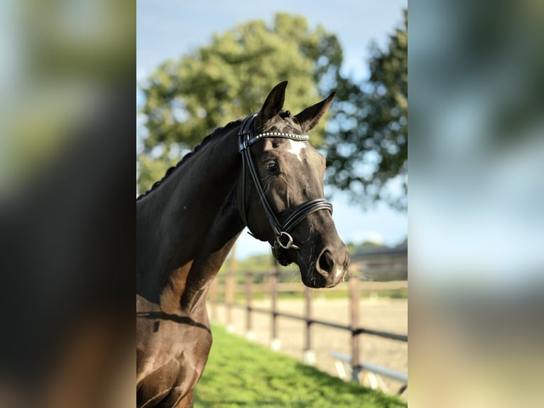 KWPN Hengst 3 Jaar 167 cm Zwart in Uden