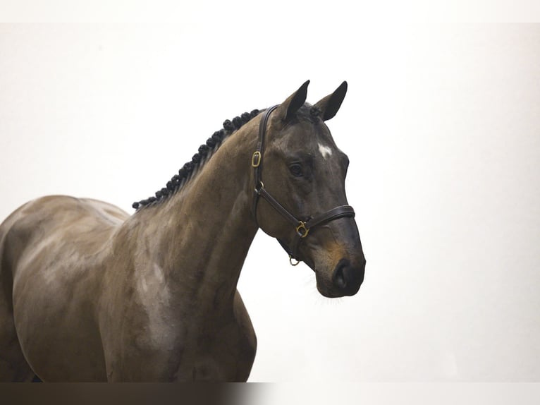 KWPN Hengst 3 Jaar 167 cm Zwartbruin in Waddinxveen