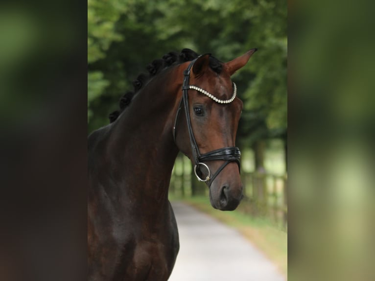 KWPN Hengst 3 Jaar 168 cm Bruin in Xanten