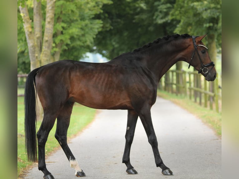 KWPN Hengst 3 Jaar 168 cm Bruin in Xanten