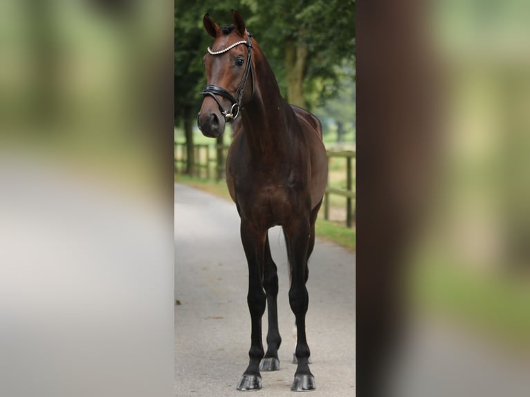 KWPN Hengst 3 Jaar 168 cm Bruin in Xanten