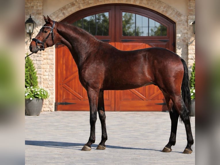 KWPN Hengst 3 Jaar 168 cm Bruin in Murska Soboda