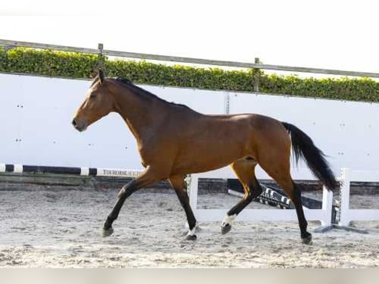 KWPN Hengst 3 Jaar 168 cm Bruin in Waddinxveen