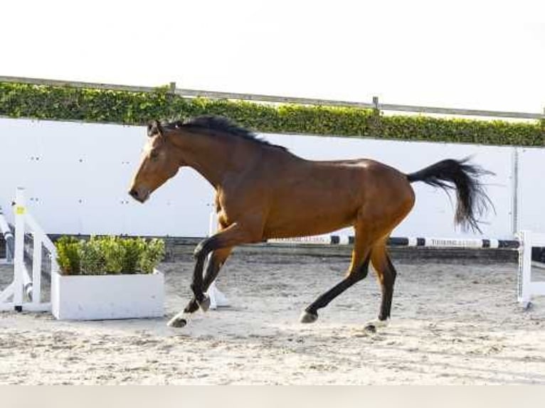 KWPN Hengst 3 Jaar 168 cm Bruin in Waddinxveen