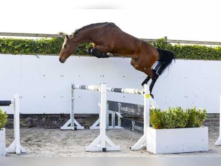 KWPN Hengst 3 Jaar 168 cm Bruin in Waddinxveen