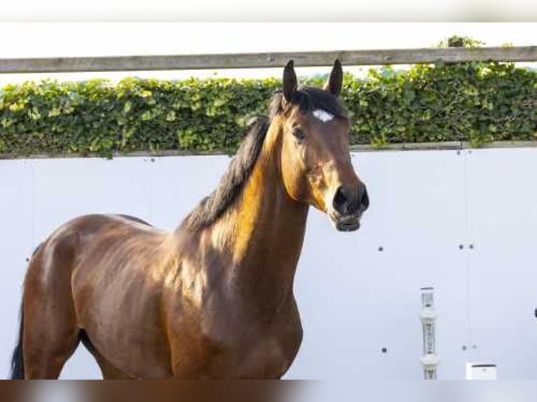 KWPN Hengst 3 Jaar 168 cm Bruin in Waddinxveen