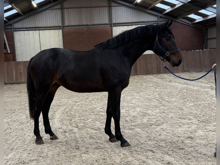 KWPN Hengst 3 Jaar 168 cm Donkerbruin in Zieuwent