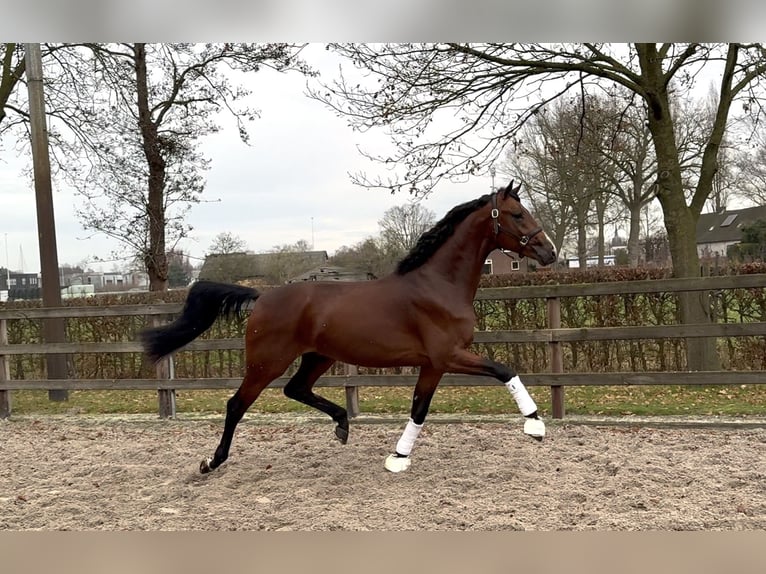 KWPN Hengst 3 Jaar 168 cm Donkerbruin in Moergestel