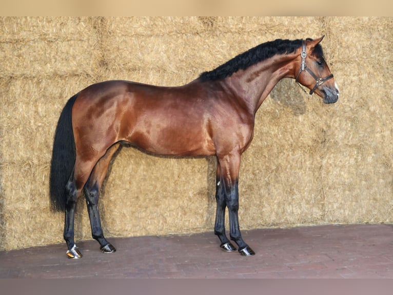 KWPN Hengst 3 Jaar 168 cm Donkerbruin in Moergestel