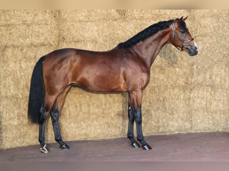 KWPN Hengst 3 Jaar 168 cm Donkerbruin in Moergestel
