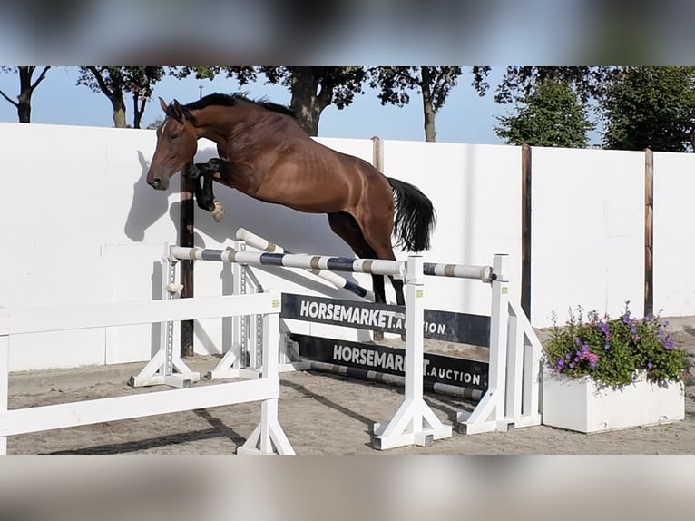 KWPN Hengst 3 Jaar 168 cm Donkerbruin in Waddinxveen