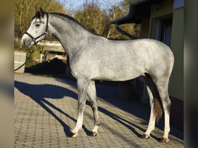 KWPN Hengst 3 Jaar 168 cm Falbe in Murska Soboda