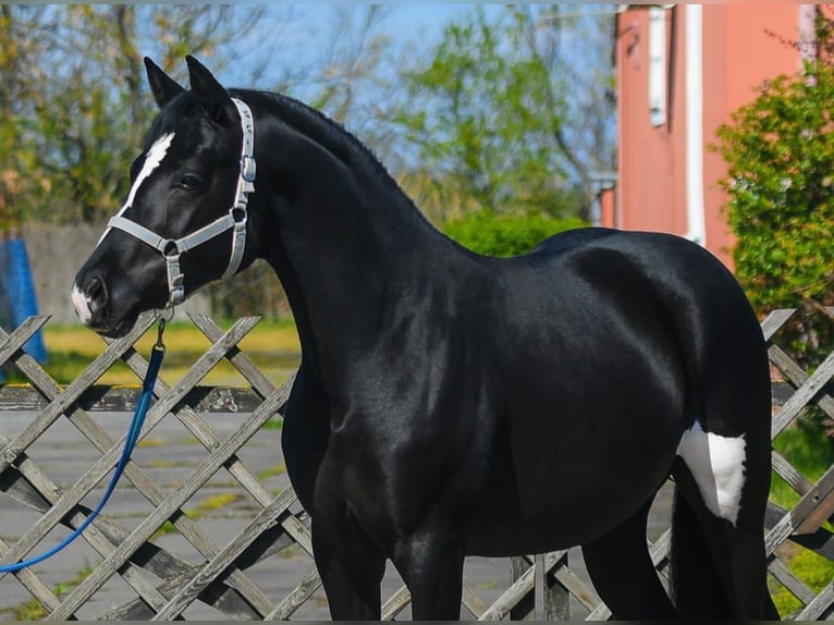KWPN Hengst 3 Jaar 168 cm Gevlekt-paard in Békéscsaba
