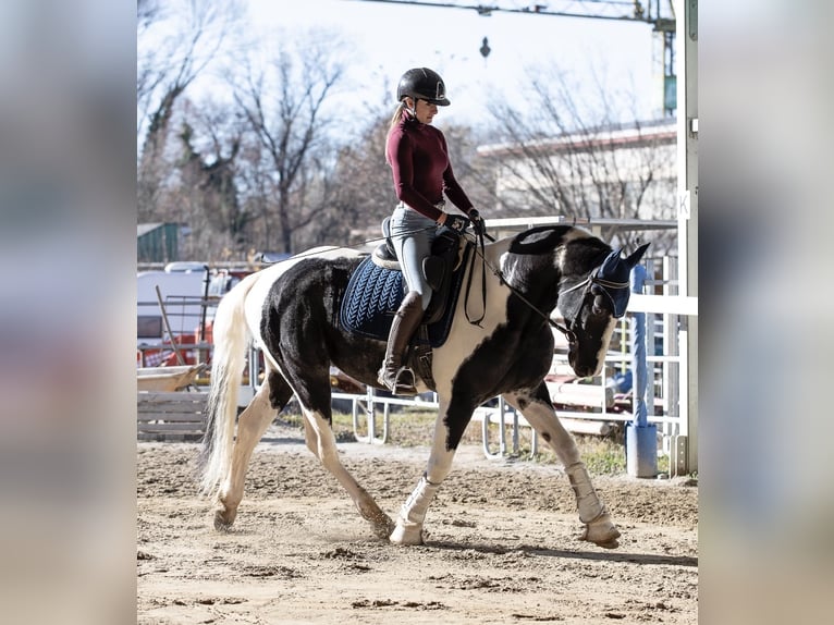 KWPN Hengst 3 Jaar 168 cm Gevlekt-paard in Bergamo