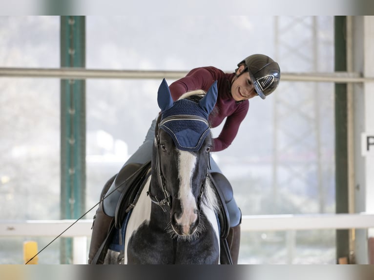 KWPN Hengst 3 Jaar 168 cm Gevlekt-paard in Bergamo