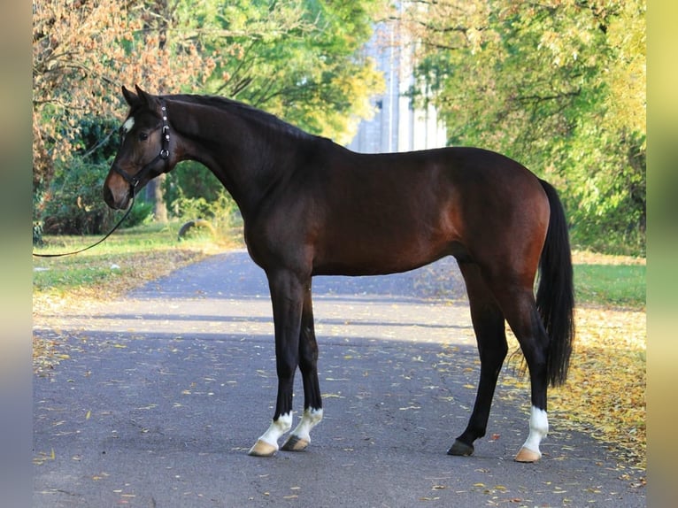 KWPN Hengst 3 Jaar 168 cm Roodbruin in Albertville