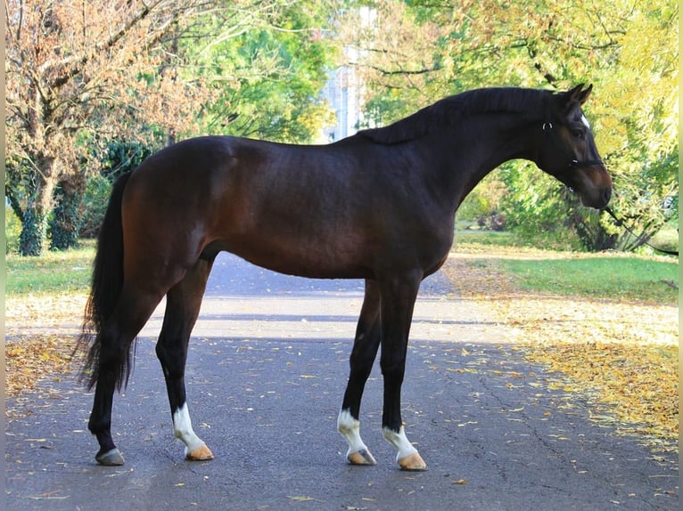 KWPN Hengst 3 Jaar 168 cm Roodbruin in Albertville