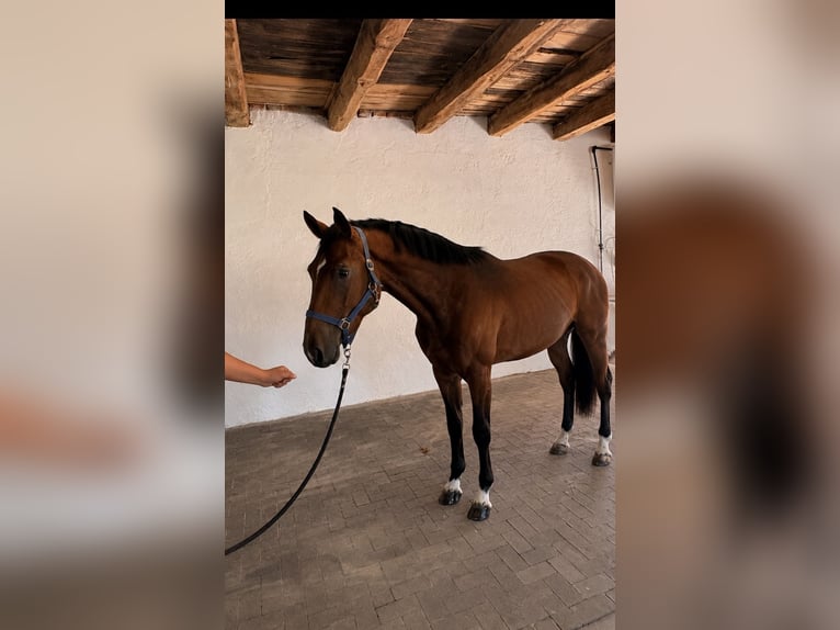 KWPN Hengst 3 Jaar 168 cm Roodbruin in Lendava