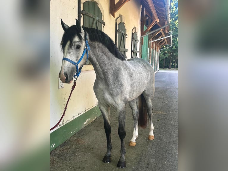 KWPN Hengst 3 Jaar 168 cm Schimmel in Murska Soboda