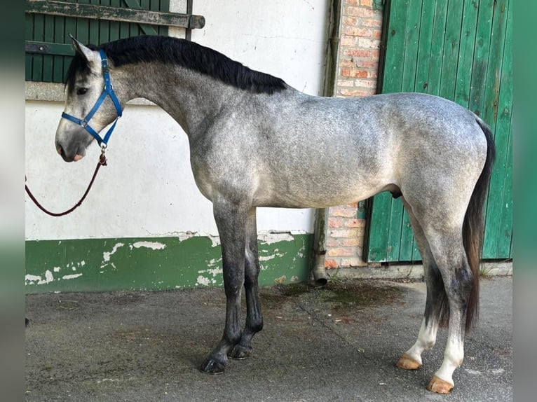 KWPN Hengst 3 Jaar 168 cm Schimmel in Murska Soboda