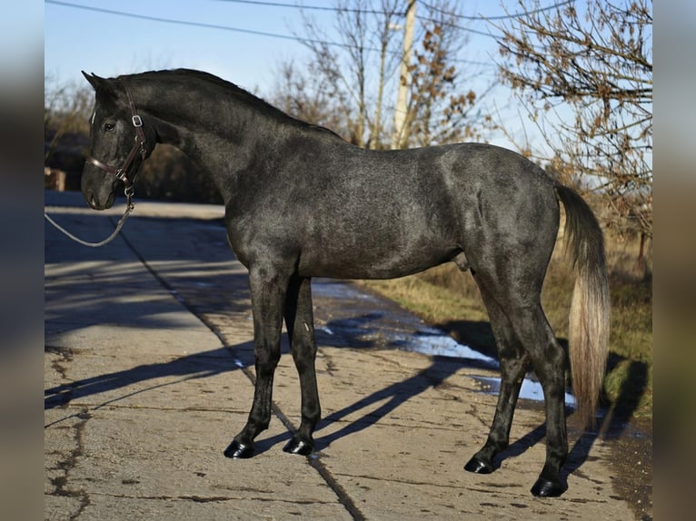 KWPN Hengst 3 Jaar 168 cm Schimmel in Szarvas