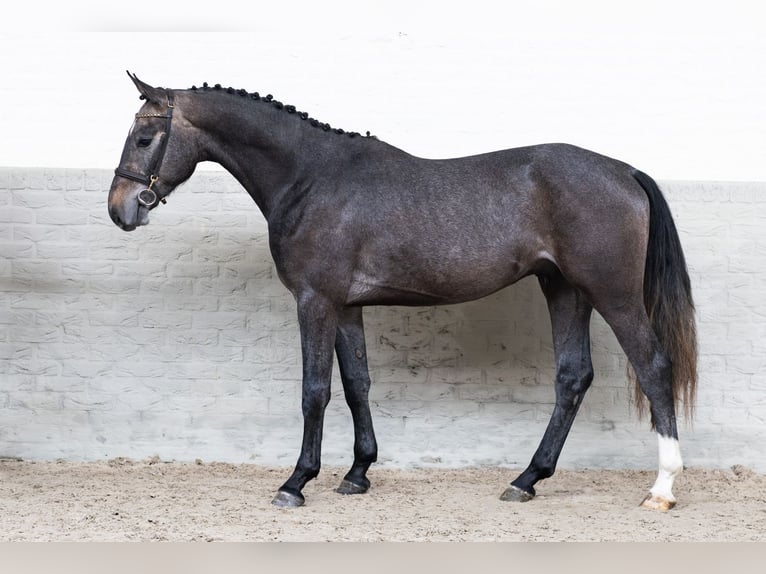 KWPN Hengst 3 Jaar 168 cm  in Heerde