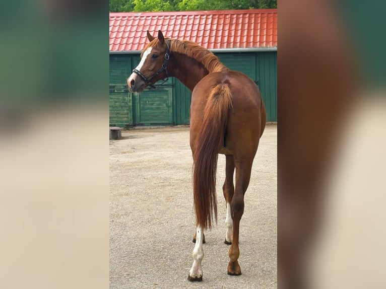 KWPN Hengst 3 Jaar 168 cm Vos in Murska Soboda
