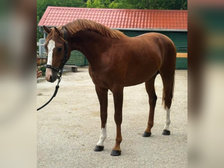 KWPN Hengst 3 Jaar 168 cm Vos in Murska Soboda