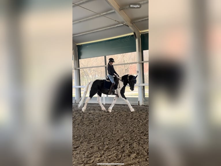 KWPN Hengst 3 Jaar 168 cm Zwartbruin in Bergamo