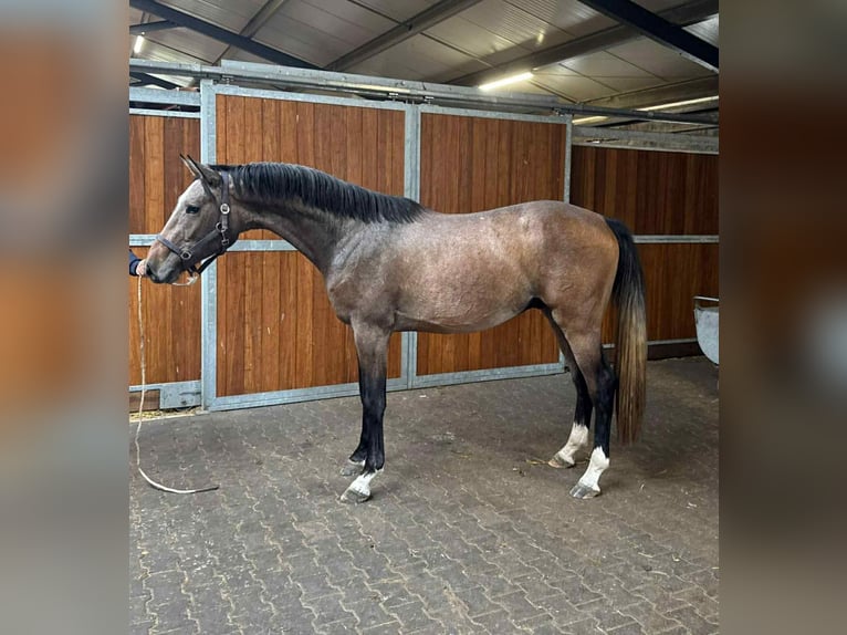 KWPN Hengst 3 Jaar 168 cm Zwartschimmel in kecskemet KWPN Hengst 3 Jaar 168 cm Zwartschimmel in kecskemet