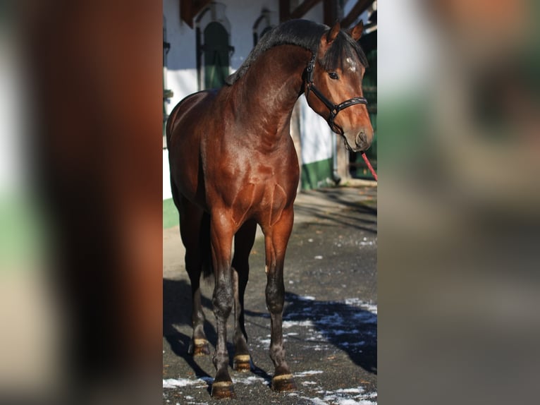 KWPN Hengst 3 Jaar 169 cm Bruin in Halbenrain