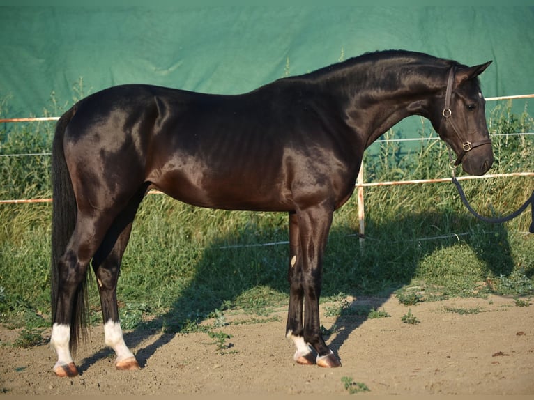KWPN Hengst 3 Jaar 169 cm Zwart in Balatonfüred