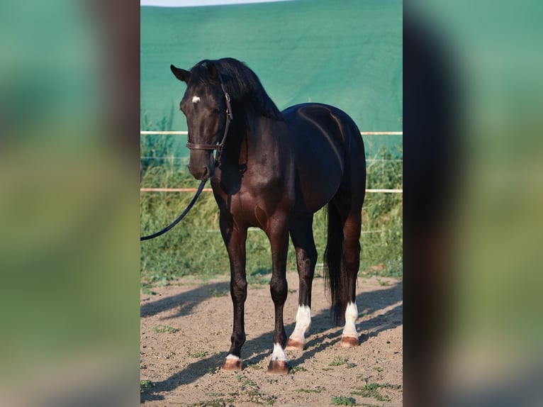 KWPN Hengst 3 Jaar 169 cm Zwart in Balatonfüred