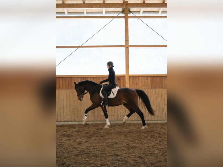 KWPN Hengst 3 Jaar 170 cm Bruin in Fürstenau