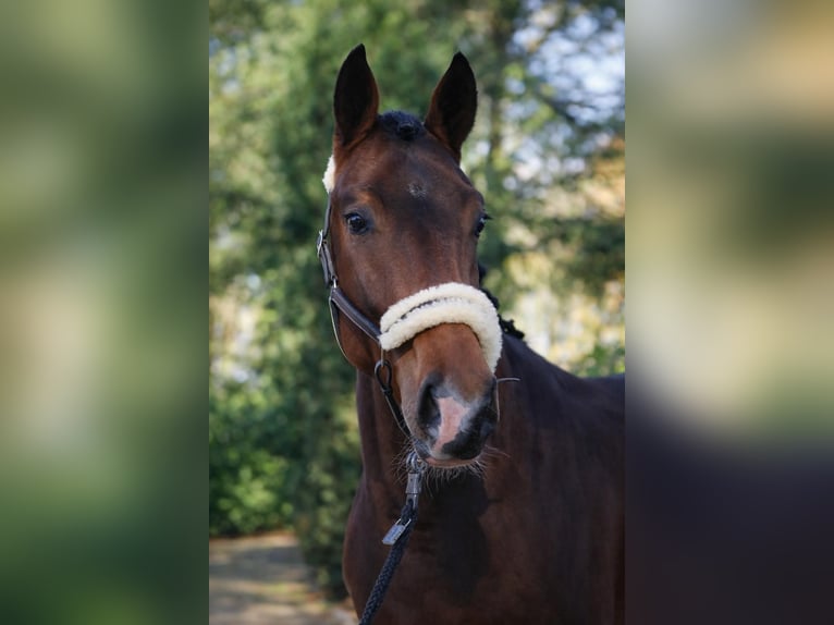 KWPN Hengst 3 Jaar 170 cm Bruin in Fürstenau