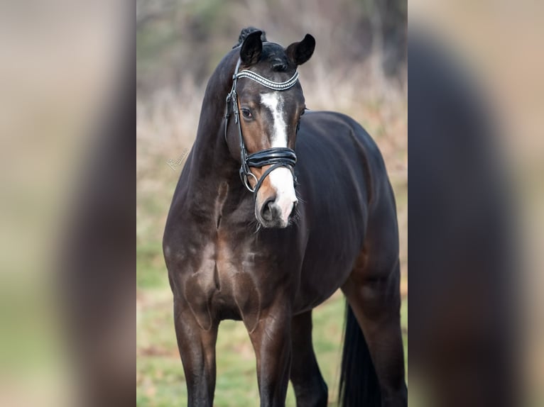 KWPN Hengst 3 Jaar 170 cm Bruin in Peer