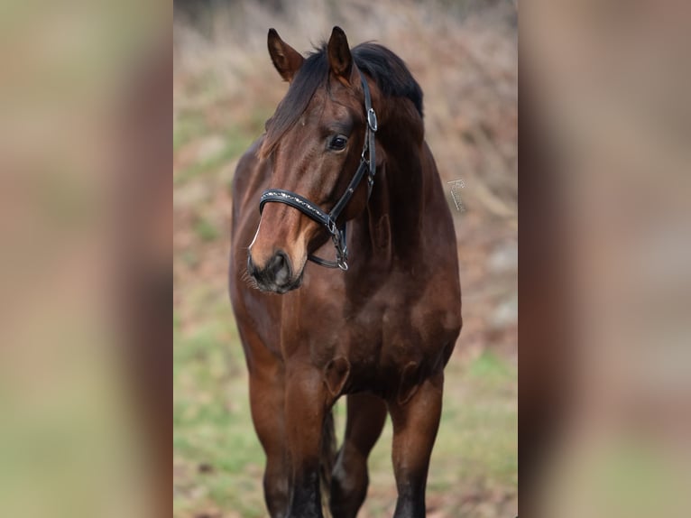KWPN Hengst 3 Jaar 170 cm Bruin in Peer
