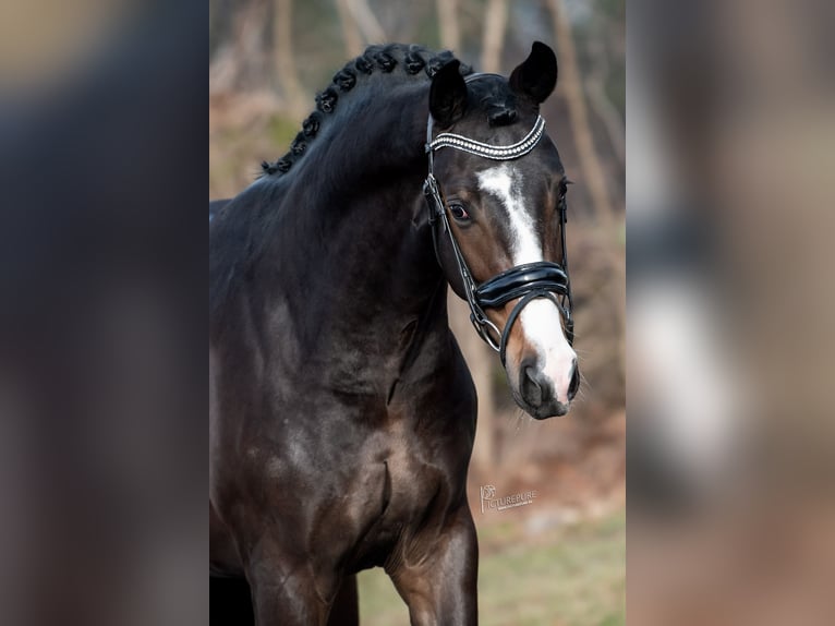 KWPN Hengst 3 Jaar 170 cm Bruin in Peer