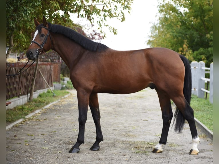 KWPN Hengst 3 Jaar 170 cm Bruin in Murska Soboda