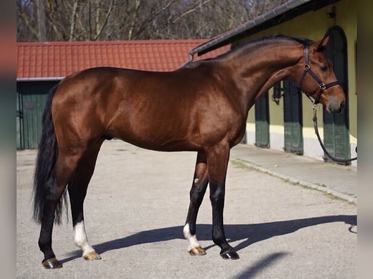 KWPN Hengst 3 Jaar 170 cm Bruin in Murska Soboda