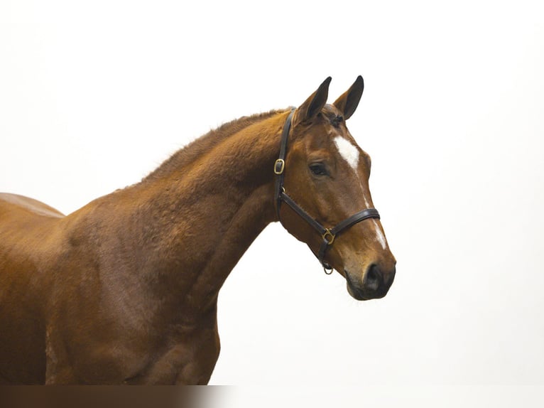KWPN Hengst 3 Jaar 170 cm Bruin in Waddinxveen