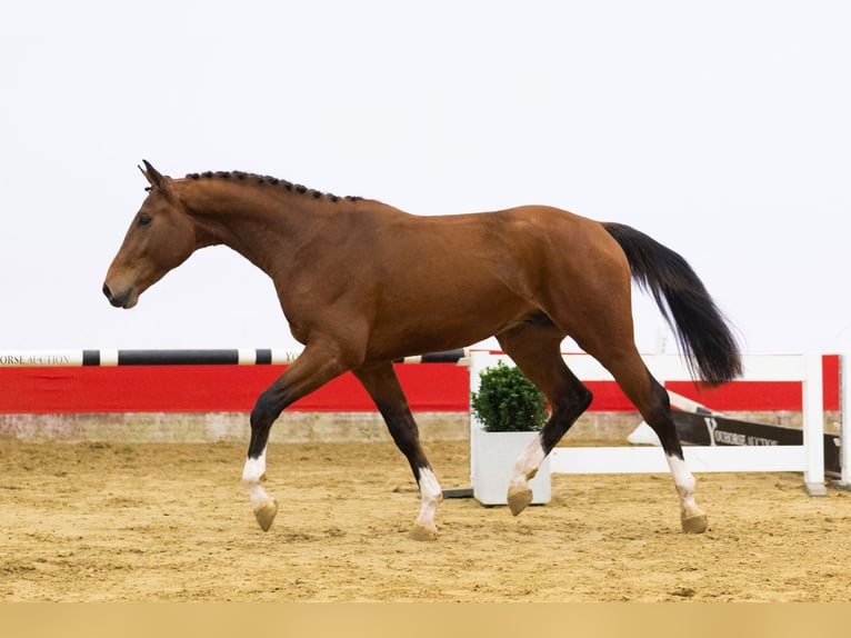 KWPN Hengst 3 Jaar 170 cm Bruin in Waddinxveen