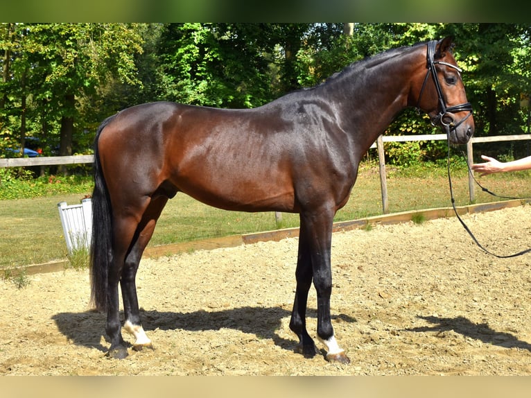 KWPN Hengst 3 Jaar 170 cm Donkerbruin in Neuss